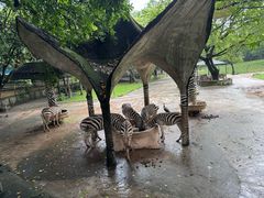 -深圳野生动物园