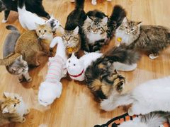 -COLOR PETS 撸猫馆·购猫·猫咖(长风大悦城店)