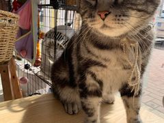-平行世界·猫咖(首经贸店)