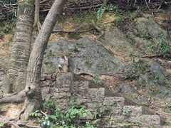 -黔灵山公园
