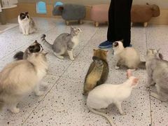 -猫域·湾主题猫咖·宠物吧(南坪城市广场店)