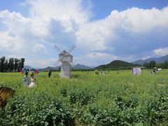 -北京东方普罗旺斯薰衣草庄园
