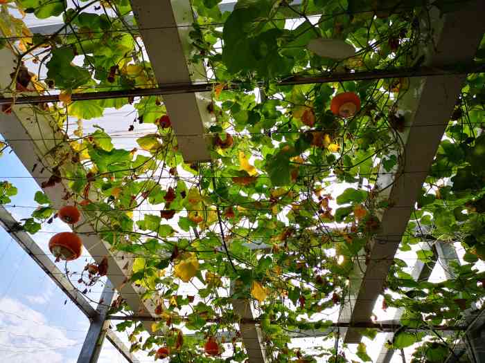 太空梦幻农场(大渡口万达广场店)-"太空梦幻农场有小孩的更要去,环境