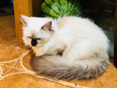 -李小姐の猫咖啡馆(五角场店)