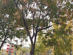 -一记洛阳菜·糖醋小排·水席(十字街店)