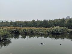 -前关湿地公园