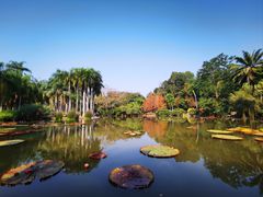 -中国科学院西双版纳热带植物园