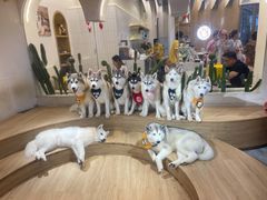-Husky Go! 哈士奇体验馆·宠物咖啡厅狗咖