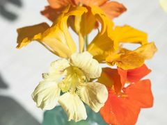 -静岸花卉园艺(三星坊店)