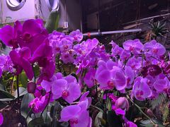 -正佳雨林生态植物园