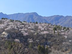 -白水寺森林公园