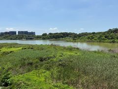 -华侨城湿地公园
