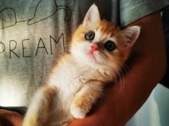 -Bastet sally猫舍购宠(静安店)