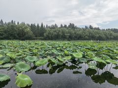 -昆山城市生态森林公园