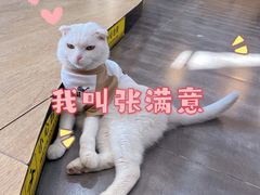 -美联众合宠物医院·爱萌分院·内外科·猫科中心