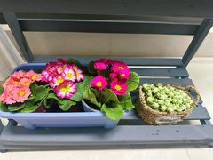 -花里花店(唐镇阳光天地店)