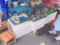 -清平路水族市场