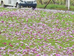 -洋湖国家湿地公园