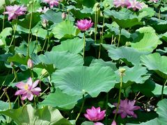 -荷塘月色湿地公园·向阳花洲