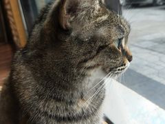 -猫友咖啡店(玉林西路店)