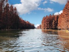 -上海海湾国家森林公园