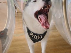 -Husky Go! 哈士奇体验馆·宠物咖啡厅狗咖