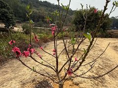 -南国桃园旅游度假区