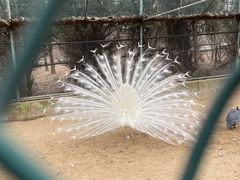 -秦皇岛野生动物园