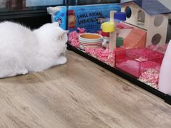 -柚子猫舍·精品猫舍购猫·猫咪认养·购宠·宠物店
