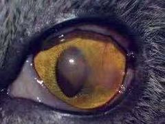 -惠康宠物医院(华能路店)