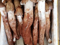 -云南木水花野生菌交易中心