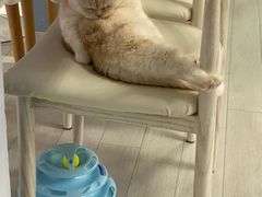 -喵的天空名猫咖啡馆·撸猫·猫舍·用品