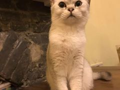 -猫色咖啡·猫咖