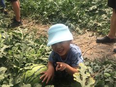 -庞各庄西瓜蔬菜采摘园·锦华瓜园