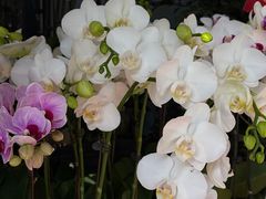 -溪岸路花鸟市场