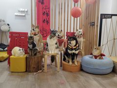 -柴迷FANS CLUB·柴犬狗咖·猫咖