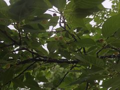 -九里河湿地公园