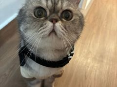 -楼上猫咖(罗湖店)