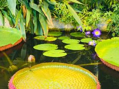 -国家植物园南园