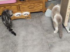 -团子家猫咪猫咖馆·柯基·柯尔鸭