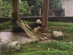 -都江堰中华大熊猫苑