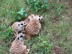 -西霞口神雕山野生动物世界