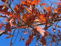 -北京西山国家森林公园