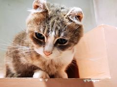 -猫儿山۰猫主题餐厅