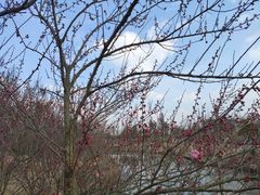 -东台西溪天仙缘景区