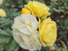 -人民公园(罗湖区)