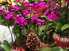 -双季花艺园艺市场(浦东店)