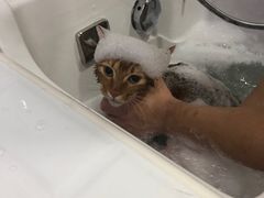 -李小姐の猫咖啡馆(五角场店)