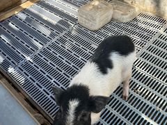 -北京鹿世界主题园