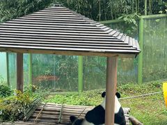 -栾川竹海野生动物园